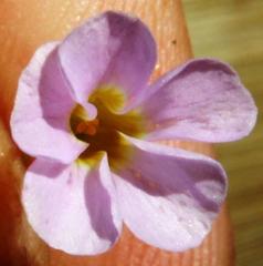 Oxalis caprina