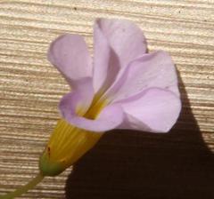 Oxalis caprina