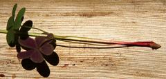 Oxalis caprina