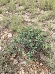 Acleisanthes lanceolata