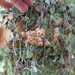 Hoya curtisii - Photo (c) scott.zona,  זכויות יוצרים חלקיות (CC BY-NC)
