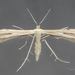 Three- and Two-dotted Plume Moths - Photo (c) Victor Engel, some rights reserved (CC BY), uploaded by Victor Engel