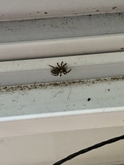 Pseudeuophrys lanigera