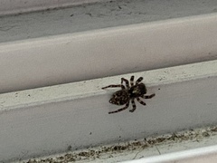 Pseudeuophrys lanigera