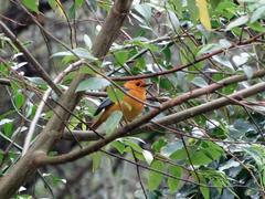 Cossypha natalensis natalensis
