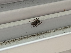 Pseudeuophrys lanigera