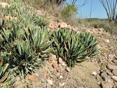 Agave pintilla