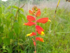 Castilleja tenuifolia