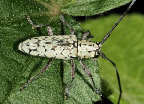 Prosopocera maculosa