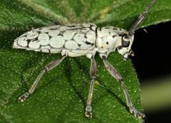 Prosopocera maculosa