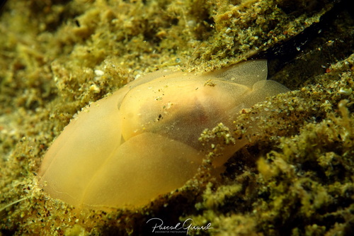 Lobe Shell, photo 3 of 10
