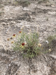 Gaillardia multiceps
