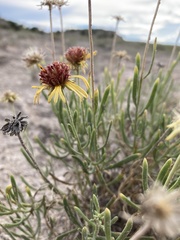 Gaillardia multiceps