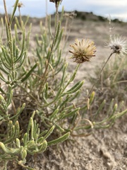 Gaillardia multiceps