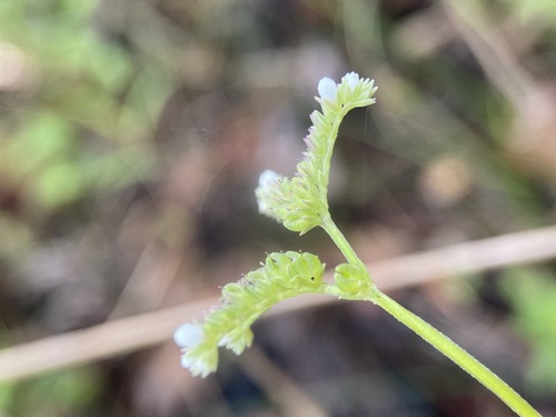Image of Mitreola sessilifolia by (c) Matt Berger, some rights reserved (CC BY)