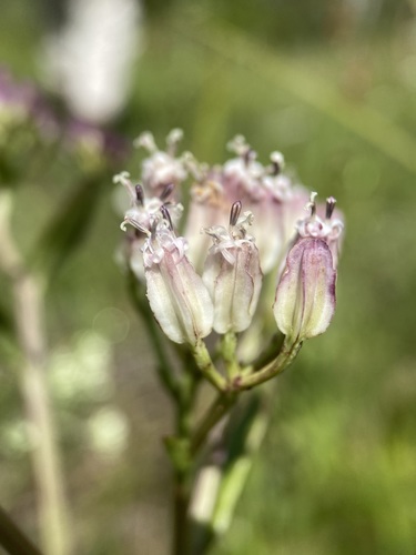 Image of Arnoglossum sulcatum by (c) Matt Berger, some rights reserved (CC BY)