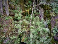 Chusquea septentrionalis