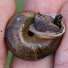 Helminthoglypta diabloensis