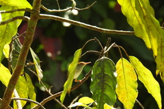 Orthotomus