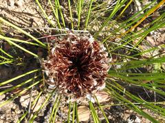 Protea lorea