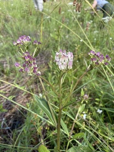 Image of Arnoglossum sulcatum by (c) Matt Berger, some rights reserved (CC BY)