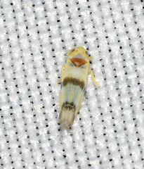Empoa gillettei