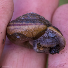 Helminthoglypta diabloensis