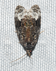 Apotomis capreana