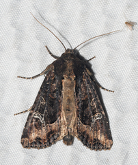 Helotropha reniformis