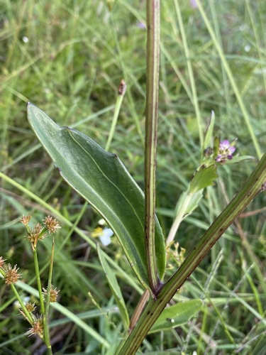 Image of Arnoglossum sulcatum by (c) Matt Berger, some rights reserved (CC BY)
