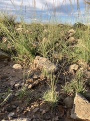 Muhlenbergia torreyi
