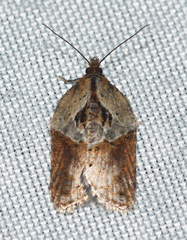 Acleris inana