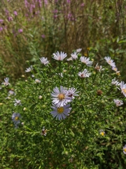 Symphyotrichum × versicolor