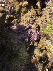 Lithothrix aspergillum