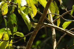Orthotomus