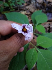 Lycianthes ciliolata