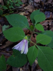 Lycianthes ciliolata
