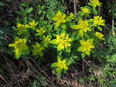 Euphorbia epithymoides