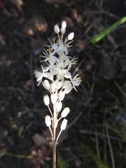 Bulbinella trinervis
