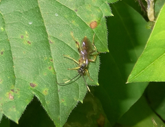 Polytribax contiguus