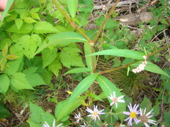 Persicaria careyi