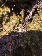 Lithothrix aspergillum