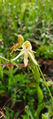Habenaria trifida