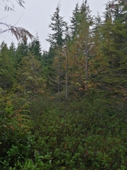 Cupressus nootkatensis