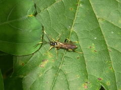 Polytribax contiguus