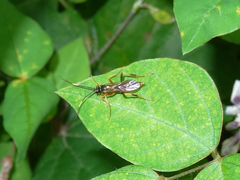 Polytribax contiguus