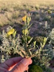 Oenothera tubicula