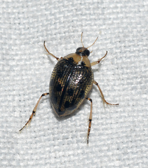 Peltodytes edentulus