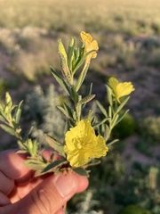 Oenothera tubicula