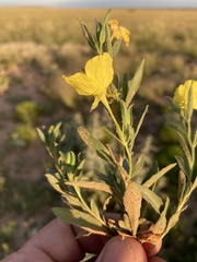 Oenothera tubicula